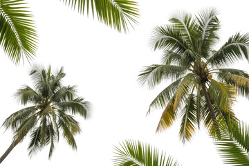 Naklejka premium Lush green palm trees and fronds, showcasing tropical foliage against a vibrant transparent background. Perfect for a summer, beach, or nature-themed design. background removed
