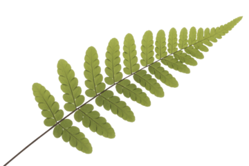 A single, vibrant green fern frond, featuring many delicate pinnules arranged on a central stem, set against a plain dark transparent background. background removed