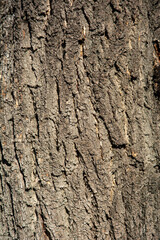 Vertical close view of tree bark pattern with cracks and aged brown surface