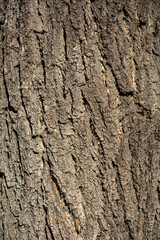 Detailed bark surface of an old tree with rough natural texture in sunlight