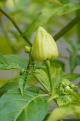 Close-up of a Young, Unripe Bell Pepper Growing on a Plant in a Garden.
