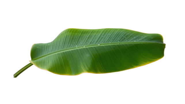 A vibrant green banana leaf, adorned with clear water droplets, featuring subtle yellowing edges, set against a solid transparent background. background removed