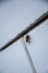 Insect on Wall Surface for Environmental Topics and Space Composition