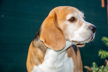 Portrait of beagle dog sitting calmly in the park near green fence