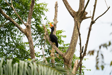 Scenic view of a rhinoceros perching on the tree branch at sunny day, Sabah, Malaysia