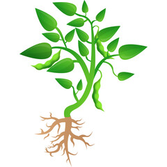 Green Plant With Pods and Exposed Roots Growing Upwards on a White Background Detailed Botanical Illustration With Vibrant Green Leaves and Light Brown Roots