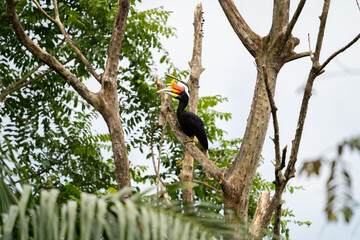 Scenic view of a rhinoceros perching on the tree branch at sunny day, Sabah, Malaysia