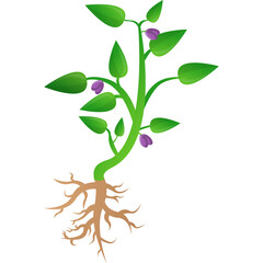 Green Plant With Purple Flowers and Exposed Roots on Transparent Background Healthy Growth and Nature Concept
