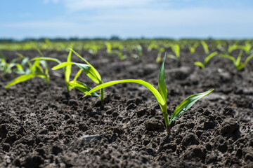 Rows of young corn sprouts in a field. Spring time.