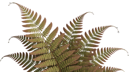 Lush green and reddish-brown fern fronds with delicate water droplets on their tips, set against a solid dark transparent background. background removed