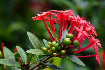 Vibrant red Ixora flowers with green buds in a lush garden setting.