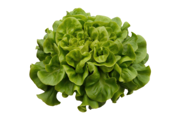 A vibrant head of fresh green butter lettuce, crisp and ready for salads, perfectly isolated on a solid background. background removed