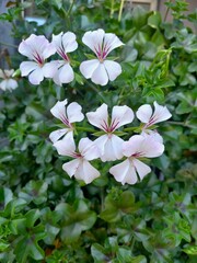 pink frangipani flower