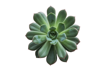 A vibrant green succulent plant with delicate pink-edged leaves, viewed from above, showcasing its intricate rosette pattern. background removed
