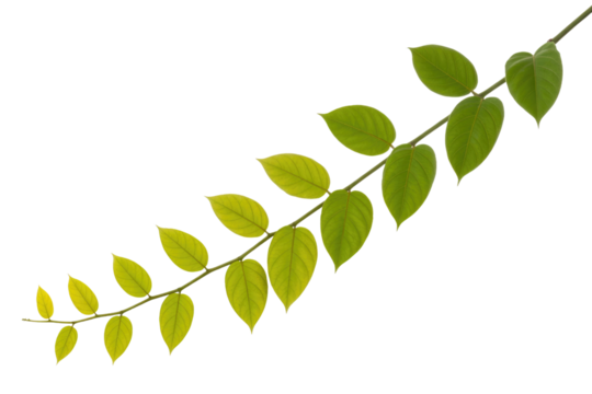 A vibrant green leafy branch with numerous ovate leaves, perfectly isolated against a solid background, ideal for botanical designs. background removed