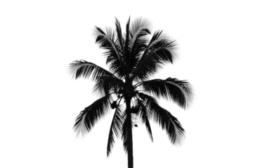 A monochrome silhouette of a tropical palm tree with prominent fronds and coconuts, isolated on a solid transparent background. Ideal for graphics. background removed