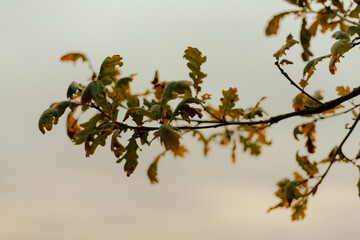 Oak branch with green and brown leaves against a cloudy sky