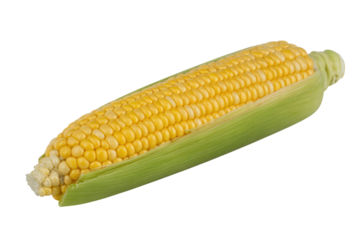 Vibrant yellow sweet corn on the cob, partially stripped of its green husks, ready for culinary use. background removed