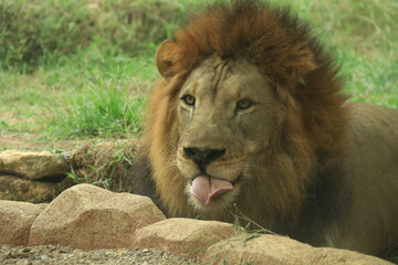 A close-up of a majestic male lion resting on the ground with its tongue slightly out. The image highlights the lion’s powerful face, golden mane, and calm yet intense gaze