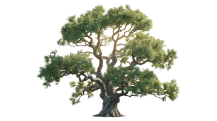 A magnificent mature oak tree with a gnarled trunk and expansive green foliage, rendered against a solid background for easy isolation. background removed