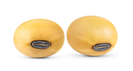 Soy beans isolated on transparent png ( image from camera )