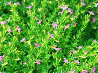 Close-up of a small pink flowering bush with bright green leaves in a garden under soft sunlight.