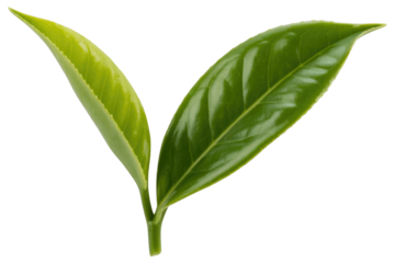 Fresh, vibrant green tea leaves on a stem, one lighter, ready for herbal and natural product designs. background removed