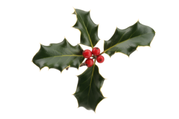 A vibrant cluster of dark green holly leaves with four bright red berries, perfect for festive holiday designs on a transparent background. background removed