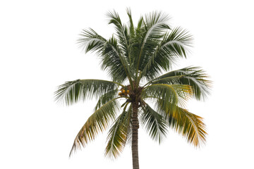 A vibrant coconut palm tree with green fronds and young coconuts, expertly isolated on a solid dark transparent background, ready for use. background removed