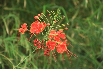 A close-up of a bright red Caesalpinia pulcherrima, also known as the red peacock flower or pride...