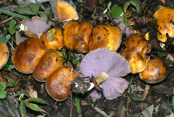 暗茶褐色と対照的にヒダが紫色のウラムラサキシメジキノコのコロニー（自然下キノコ類マクロ撮影）