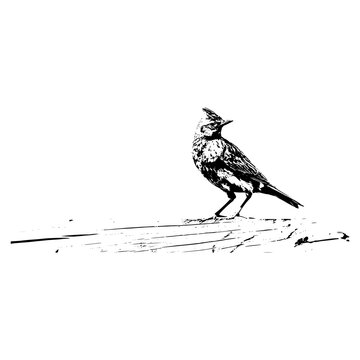 skylark bird on a branch, lark alauda arvensis