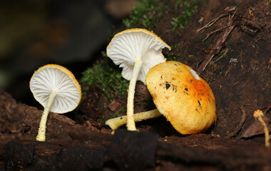 表裏を並べた小型オレンジ色のダイダイガサキノコたち（アウトドアフィールド菌＆キノコ類マクロ撮影）