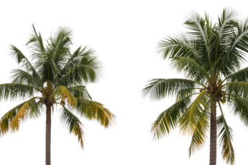 Two isolated vibrant palm trees with green and yellow fronds standing against a solid transparent background, perfect for tropical designs. background removed