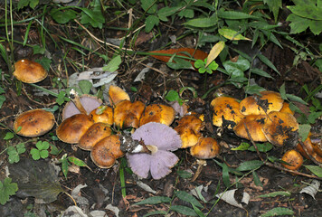 暗茶褐色と対照的にヒダが紫色のウラムラサキシメジキノコのコロニー（自然下キノコ類マクロ撮影）