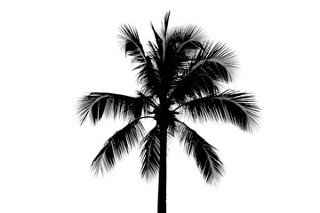 Black palm tree silhouette with white-edged fronds against a solid transparent background, minimalist tropical design element. background removed