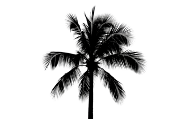 Black palm tree silhouette with white-edged fronds against a solid transparent background, minimalist tropical design element. background removed