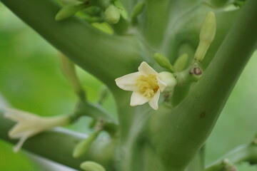 Obraz premium Delicate white papaya flower blooming on a thick green stem.