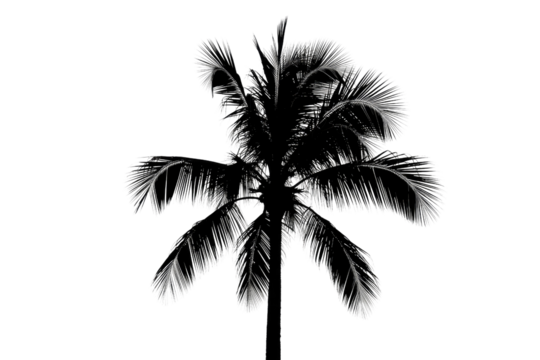 Black palm tree silhouette with white-edged fronds against a solid transparent background, minimalist tropical design element. background removed