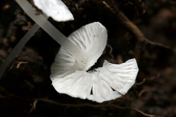 とても小さい透明感のある白いシロコナカブリきのこのヒダ形状アップ（自然下菌キノコ類マクロ撮影）