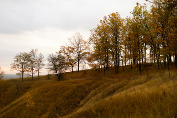 Hilly field with sparse trees and gentle light at dawn