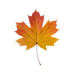 Obraz premium A vibrant autumn maple leaf, showcasing beautiful red, orange, and yellow hues, centered against a solid transparent background, perfect for seasonal designs. background removed