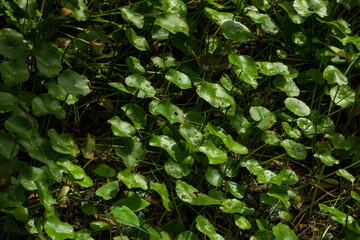 Close-Up of Centella Asiatica Leaves with Water Droplets, Herbal Medicine Concept