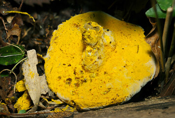 黄色いヒポミケス属胞子に寄生覆い尽くされる寄生無残なきのこのヒダ面（自然下菌キノコ類マクロ撮影）