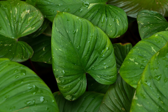 Tropical Homalomena Leaf Close-Up, Fresh Natural Background