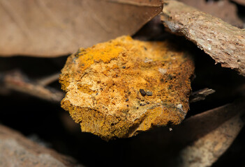 黄金色の子嚢菌、ヒポミケス属胞子に侵されて枯死した茸のカサ（自然下菌キノコ類マクロ撮影）