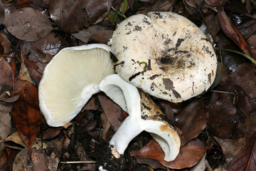 白いベンタケ属シロハツモドキキノコのカサ・ヒダ・断面（アウトドアフィールド菌＆キノコ類マクロ撮影）