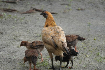 A protective mother hen stands guard over her young chicks on the farm ground.