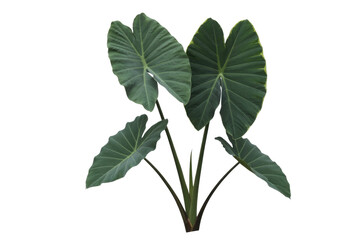 A vibrant green plant featuring large, heart-shaped elephant ear leaves with subtle yellow edges, presented on a solid transparent background, cut out. background removed
