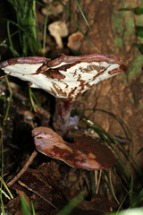 日本の森の中で野生のマンネンタケ属キノコが生える枯木（白い菅孔面が見える・自然下菌キノコ類マクロ撮影）